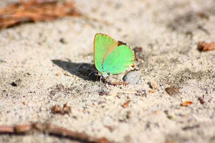 Invasione di Callophrys rubi